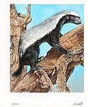 Honey badger on a tree