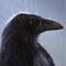 Raven of Odin